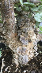 Cork Bark Portulacaria Succulent Cuttings, 6 pcs ~6” Long, Dwarf Jade Bonsai, Ideal for Indoor Gardening