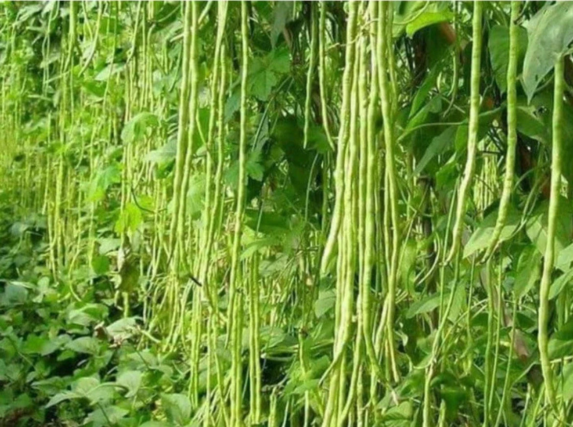 Green Yard Long Bean Seeds - 50+ Non-GMO Heirloom Asian String Beans (Sitaw)