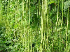 Green Yard Long Bean Seeds - 50+ Non-GMO Heirloom Asian String Beans (Sitaw)