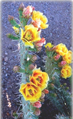 Green Prickly Pear Cactus Seeds - 20+ Seeds - Opuntia lindheimer - Nopal - USA Harvest 08/24