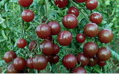 Chocolate Cherry Tomato Seeds - 120+ Heirloom Seeds - Super Sweet Variety - Rare Heirloom Tomatoes