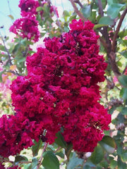 Dynamite Cape Myrtle Seeds - 20 Perennial Flower Seeds - Lagerstroemia indica - US Seller