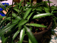 Hoya Longifolia Wall String Bean Plant Starter - Hanging Plant, Heat-Loving, Frost Sensitive - Hoya Longifolia