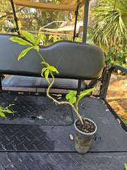 Syngonium Angustatum Live Plant 3.5" - Five Finger Little Star Houseplant, Indoor Greenery, Air Purifying Plant