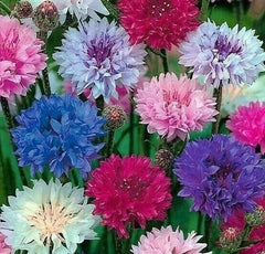 Dwarf Mix Cornflower Seeds 200+ Bachelor Button Flower Seeds, Centaurea cyanus, Wildflower Garden Planting