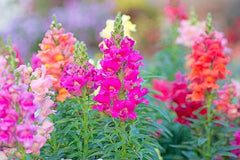 Snapdragon Seeds 100 Count Sonnet Mix Antirrhinum majus