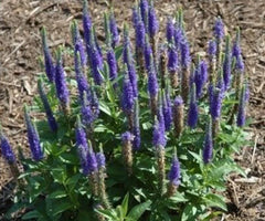 Veronica 'Royal Candles' - Speedwell Plant - Perennial Flowering Plant - Blue Blooms - Hardy Garden Plant