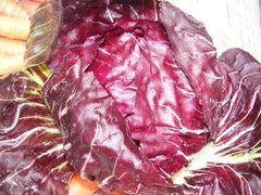 Radicchio Seeds - 500 Count - Palla Rosa - Non-GMO Heirloom - USA Seller