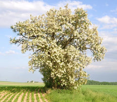 Black Locust Tree Seeds - 50 Pack for Planting - Robinia pseudoacacia