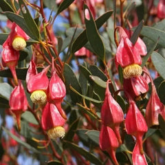 Fuchsia Gum Tree Seeds (10 Seeds) - Eucalyptus forrestiana - Native Australian Tree Seeds for Planting
