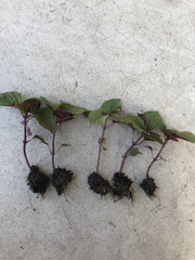 Shiso Perilla Plant - 5 Bare Root Green Purple Beefsteak (Perilla frutescens) - Ready to Plant