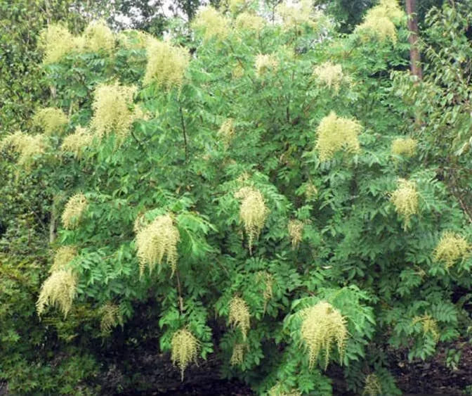 30 Chinese Sumac Tree Seeds - Nutgall Tree, Rhus chinensis - Drought-Tolerant, Ornamental, Fast-Growing