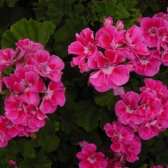 Bright Pink Geranium Seeds for Hanging Baskets - Perennial Flower, Pelargonium spp. - Pack of 10 Seeds