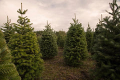 Douglas Fir Tree Seedlings - Live 1-Year Old Trees for Planting - Pseudotsuga menziesii