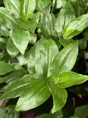Rooted Wandering Jew Plant Cuttings - Tradescantia Fluminensis - 10 Clippings for Indoor Gardening