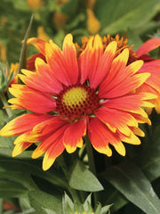 Gaillardia Seeds Arizona Red ~75 Seeds, Blanket Flower (Gaillardia pulchella), Bright Red Varieties for Garden Planting