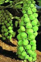 Brussel Sprout Seeds - 500 Heirloom Non-GMO Churchill Seeds for Home Gardening - Brassica oleracea