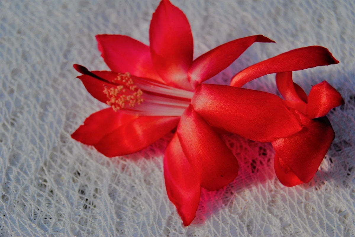 Christmas Cactus Starter Plant - Big Red - Schlumbergera Truncata - Holiday Houseplant for Festive Décor