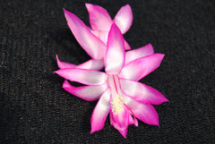 Christmas Cactus Starter Plant - Electra - Schlumbergera Truncata - Healthy Well-Rooted Small Plant for Home Decor