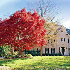 Red Japanese Maple Tree Seeds - 10 Pack - Palmatum atropurpureum - Cold Hardy Bonsai Plant
