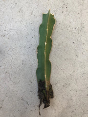 Rooted White Dragon Fruit Cutting - Pitaya Cactus - Hylocereus undatus - Ready to Plant - No Pot Included