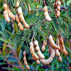 Tamarind Tree Seeds - 5 Pack - Tamarindus indica - Tropical Fruit Bonsai Plant
