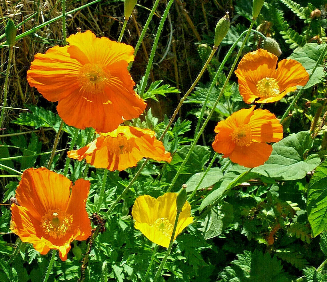 Welsh Poppy Seeds 150+ Mixed Orange Yellow Hardy Meconopsis cambrica
