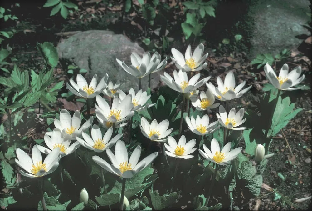 Bloodroot Plant 5-Pack Fresh Red Root Sanguinaria canadensis Appalachian Mountains 2025