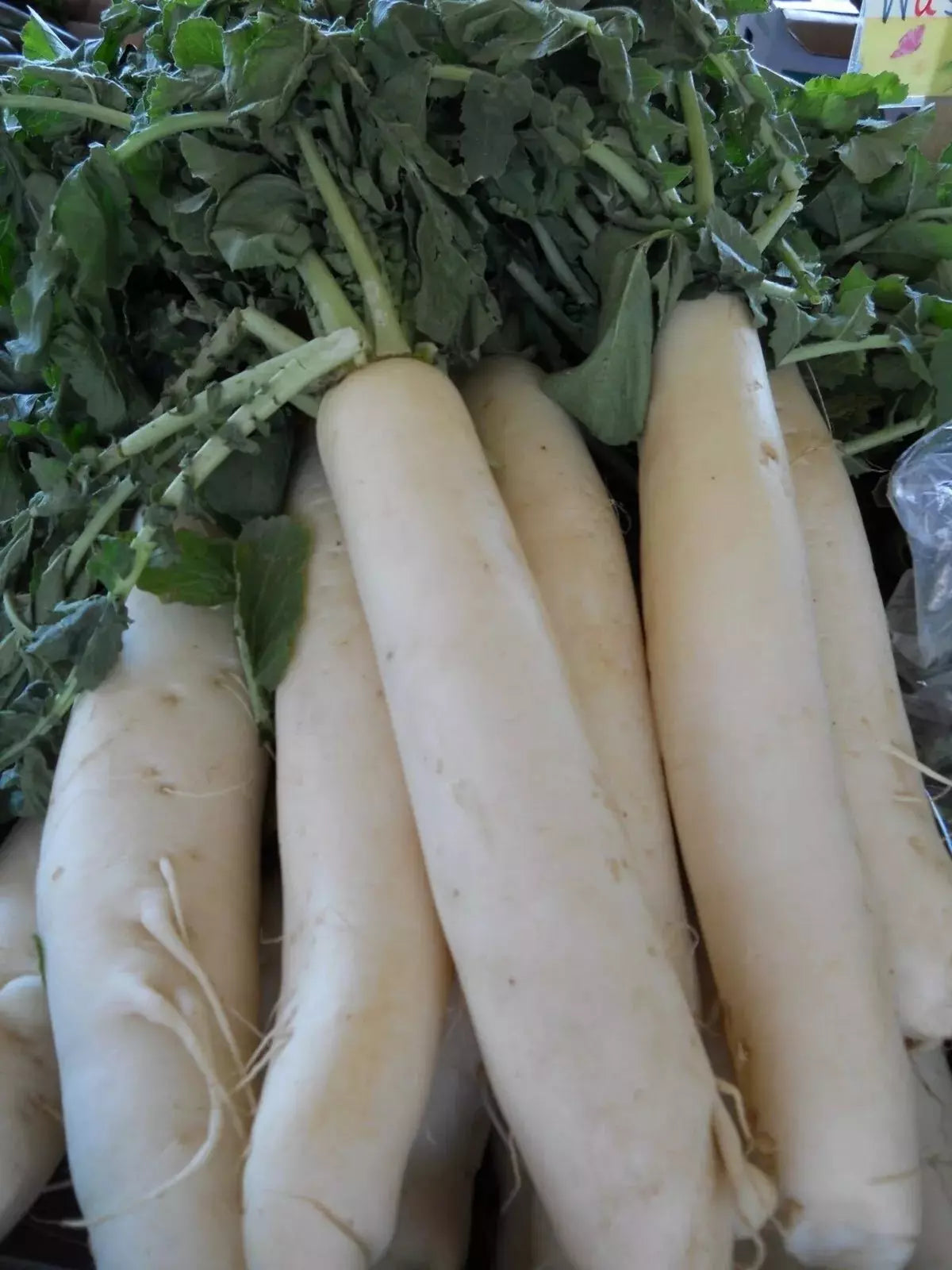 Daikon Radish Seeds - 200+ Heirloom Organic Japanese Minowase - Non-GMO Gardening Seeds