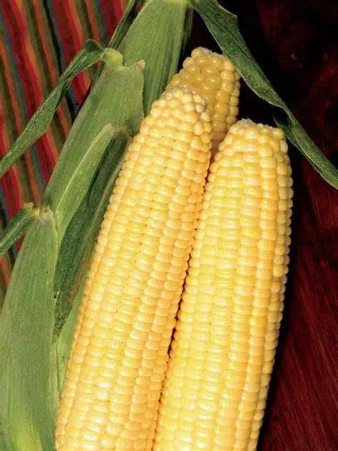 Sweet Corn Seed - Late Illini Extra Sweet - Zea mays - Fresh Seed - Non-GMO, Heirloom, Garden Planting