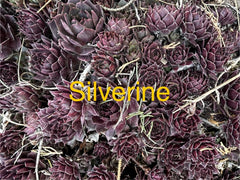 Silverine Hens and Chicks Succulents - 10 Live Plants Sempervivum - Hardy Perennials for Zones 4-8 - Ideal for Gardens and Pots