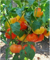 Alma Paprika Seeds - 25 Organic Sweet Red Pepper Seeds for Grinding - Capsicum annuum