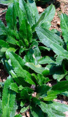 Culantro Seeds 500+ Seeds Mexican Coriander Ngò Gai Recao Eryngium foetidum Buy 2 Get 1 Free
