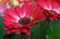 Gerbera Daisy Seeds - 200+ White & Red Variety - Perfect for Garden Planting - Gerbera jamesonii