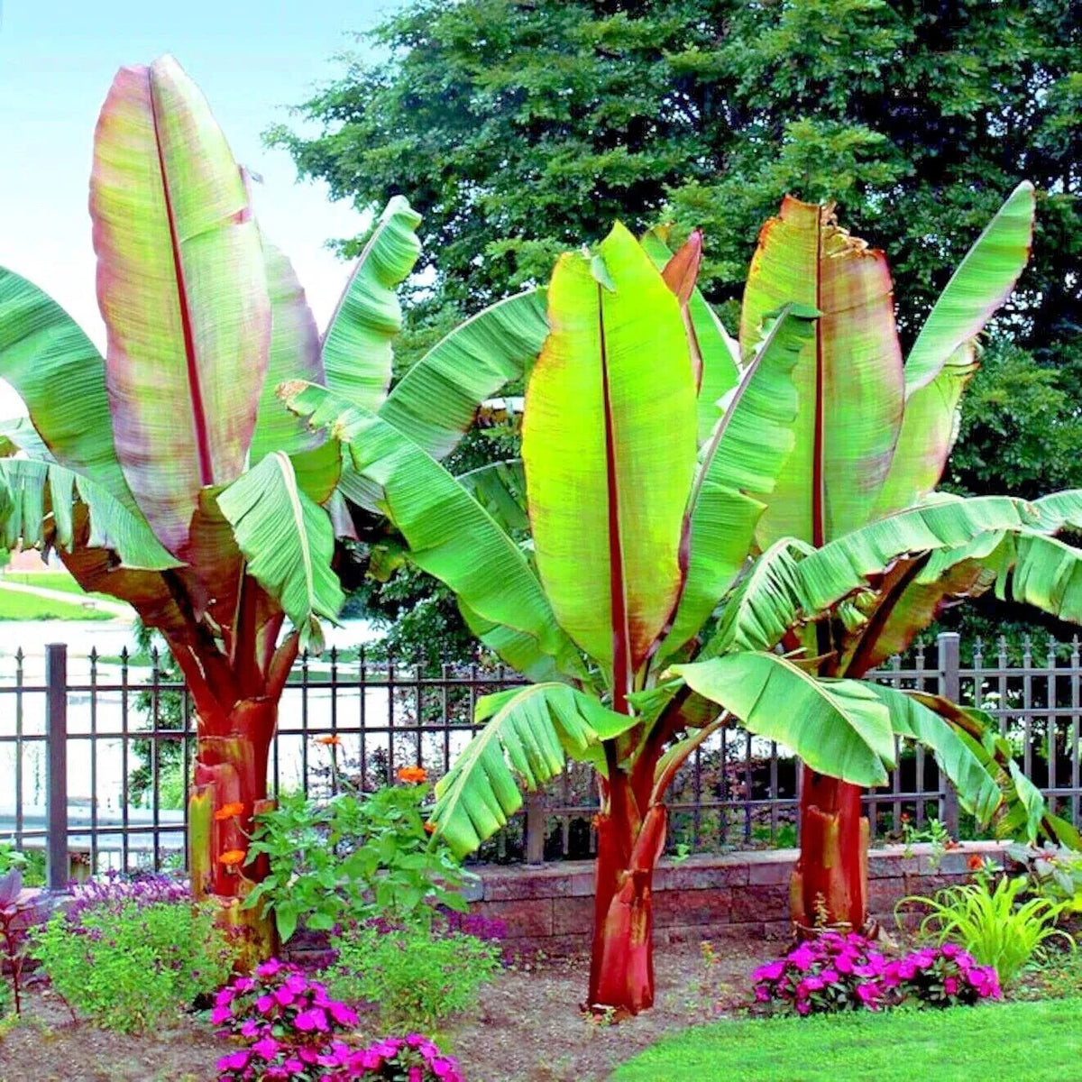 Abyssinian Banana Tree Seeds (5 Seeds) - Ensete ventricosum - Tropical Fruit, Ornamental Plant, Rare Variety