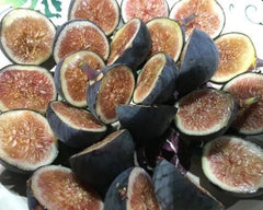 Black Mission Fig Starter Plant - Ficus carica - Live Well Rooted Fig Tree for Home Garden