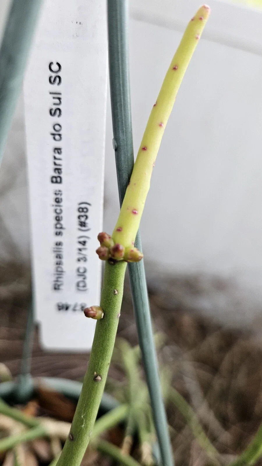 Rhipsalis Cuttings 4 Pack - Barra do Sul, Pinkish Berries - Rhipsalis spp. - 5 Inch Length