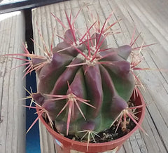 Red Spine Barrel Cactus - Ferocactus pilosus 'Stainesii' - Desert Plant - Succulent - Drought Tolerant Cactus