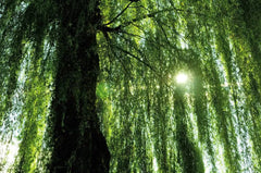 Weeping Willow Tree - Live Plant - Fast Growing, Arching Canopy - Salix babylonica