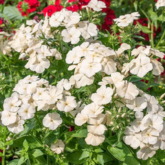 Isabellina Phlox Seeds - 100+ Seeds for Garden Planting - Vibrant Pink Flowers - Phlox paniculata