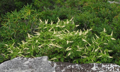 Mountain Pepper Bush Seeds - 30+ Count - Clethra acuminata - Aromatic Shrub Seeds - Native Plant Gardening