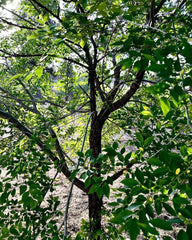Organic Elm Tree Non-Rooted Cuttings 6" Long - 4 Count - Ulmus Americana - Grown in U.S.A.