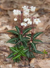 Spotted Wintergreen Bare Root Live Plant - Chimaphila Maculata - Perennial Outdoor Garden Plant