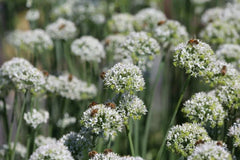 Mountain Mint Seeds - 100+ Seeds - Pycnanthemum virginianum - Aromatic Herb for Garden Planting - Free U.S. Shipping