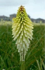 ICE QUEEN Kniphofia Bare Root Starter Plant - Red Hot Poker - Perennial Flowering Plant - US Seller