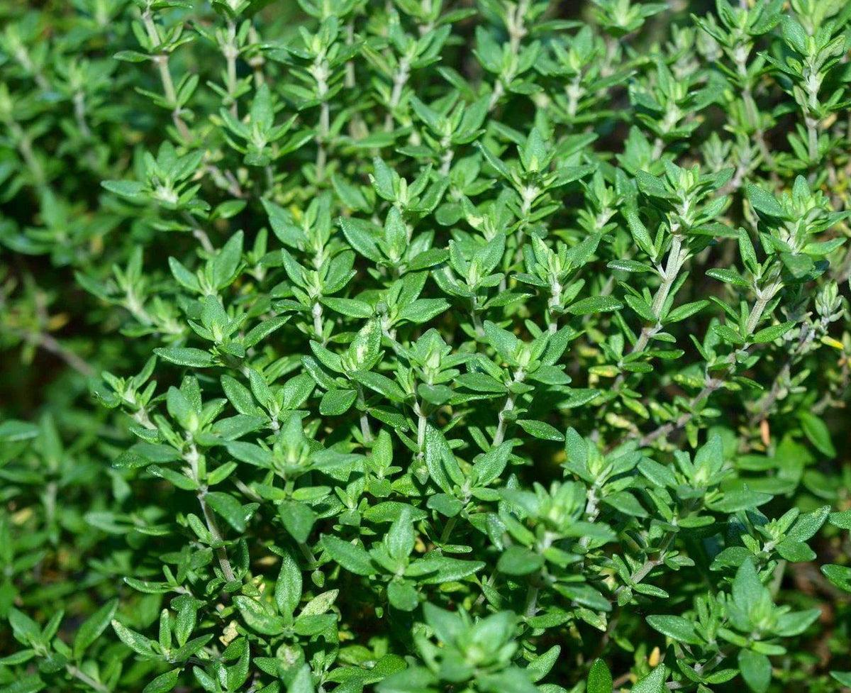 Thyme Herb Seeds - 500+ Fresh Seeds - Culinary Herb for Gardens - Thymus vulgaris