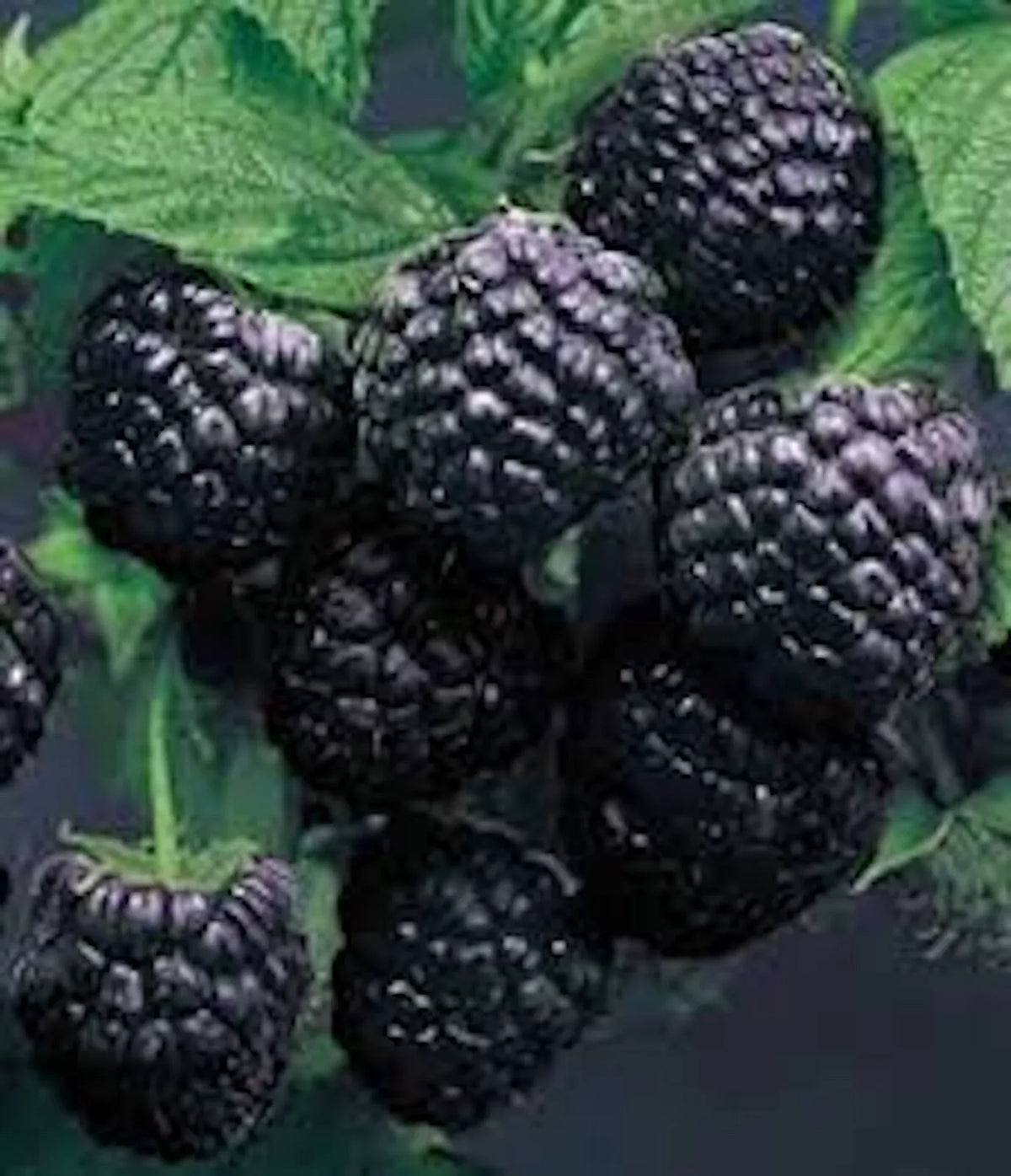 Cumberland Black Raspberry Plants - 3 Pack, 1-2 Year Old, Rubus occidentalis, Hardy, Disease-Resistant, Sweet-Tart Flavor