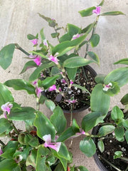 Variegated Tradescantia Blushing Bride Cuttings - 3 Rare Wandering Jew Houseplant Cuttings for Indoor Gardening