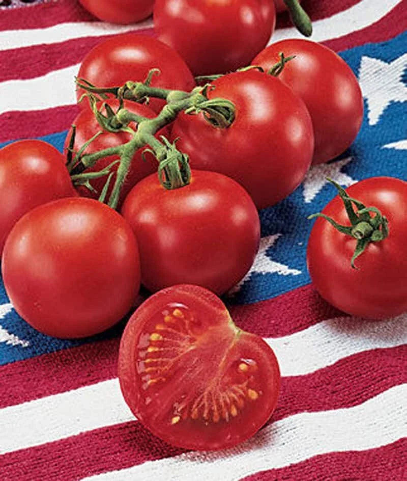 42 Day Tomato Seeds - Fastest Ripening Variety - 30+ Seeds - Solanum lycopersicum