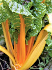 Orange Fantasia Swiss Chard Seeds - 100+ Seeds - Bright Orange Stems - Beta vulgaris subsp. cicla